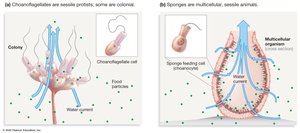Choanoflagellate and sponge feeding cell comparison