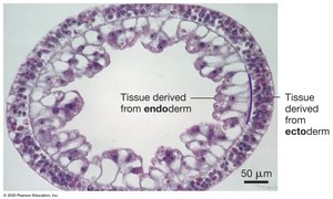 Diploblastic animal cross-section showing ectoderm and endoderm
