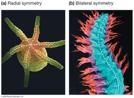 Radial and bilateral symmetry comparison