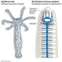 Nerve net in hydra and CNS in earthworm