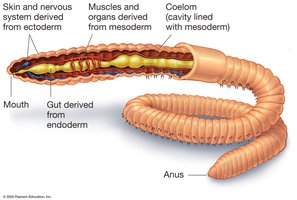 Tube-within-a-tube body plan in bilaterians
