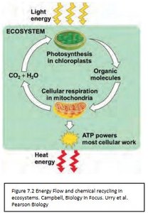 Energy flow and chemical recycling in ecosystems