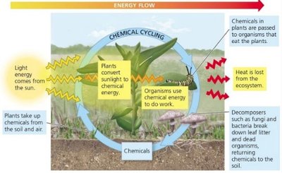 Energy flow and chemical cycling in ecosystems