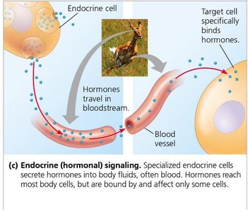 Endocrine signaling: hormones traveling in the bloodstream to target cells