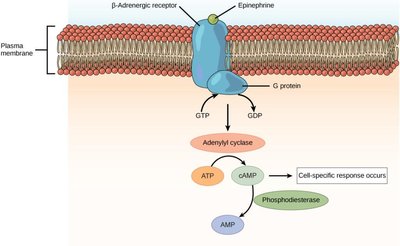 Structure of a G protein-coupled receptor