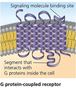 GPCR structure and interaction with G proteins