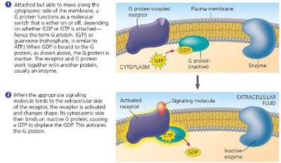 RTK activation and signaling