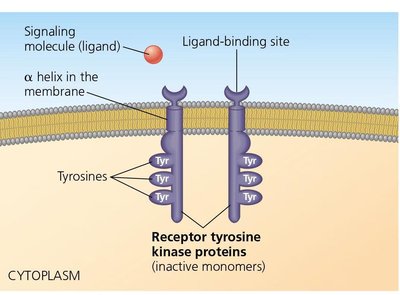 RTK dimerization and phosphorylation