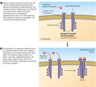 RTK fully activated and triggering cellular responses