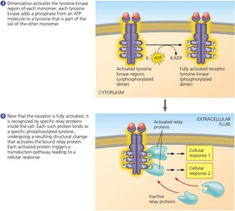 Ligand-gated ion channel receptor mechanism