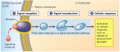 Phosphorylation cascade in signal transduction