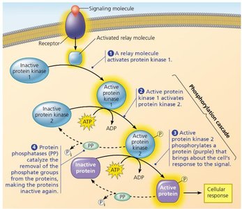 Steps in GPCR signaling and second messenger activation