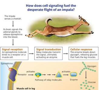 Example of cell signaling in the flight response of an impala
