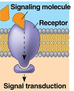 Signaling molecule binding to receptor and initiating signal transduction