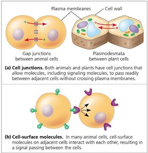 Cell junctions and cell-surface molecules in local signaling