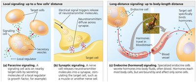 Paracrine, synaptic, and endocrine signaling overview