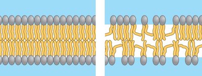 Comparison of saturated and unsaturated fatty acid tails in membranes