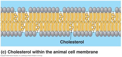 Cholesterol within the animal cell membrane
