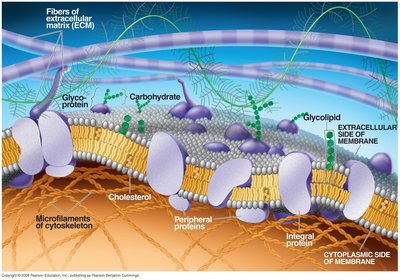 Membrane supported by cytoskeleton and ECM