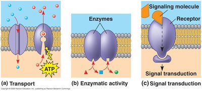 Transport, enzyme activity, and signal transduction functions of membrane proteins