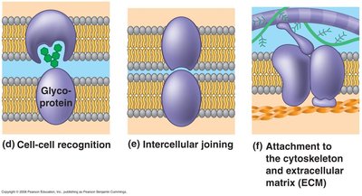 Cell recognition, intercellular joining, and attachment functions of membrane proteins