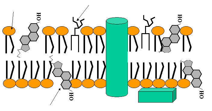 Glycoprotein and glycolipid in the membrane
