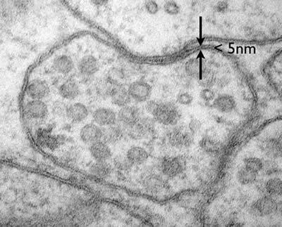 Lipid bilayer of the plasma membrane, less than 5nm thick