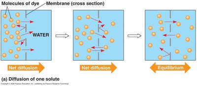 Diffusion of solute across a membrane