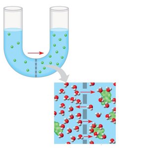 Osmosis: movement of water across a membrane