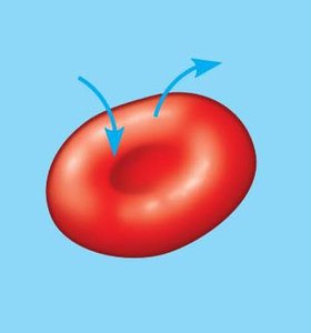 Isotonic solution: water moves in and out at same rate