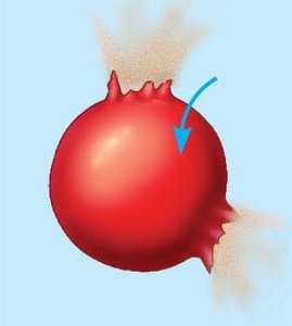 Hypotonic solution: water enters cell, causing it to burst