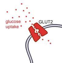 Glucose uptake via GLUT2 carrier protein