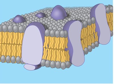 Diagram of proteins embedded in the phospholipid bilayer