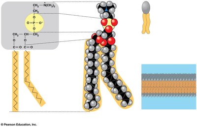 Structural formula and space-filling model of a phospholipid