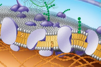 Membrane mosaicism with proteins and lipids grouped in patches