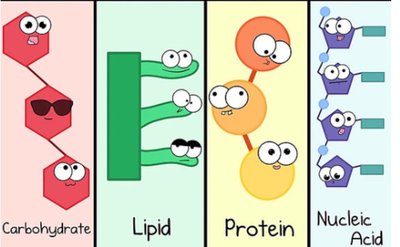 Cartoon representations of the four biomolecule classes