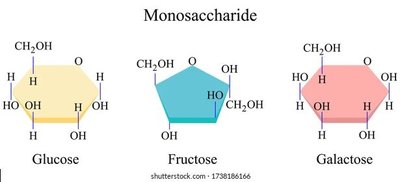Structures of glucose, fructose, and galactose