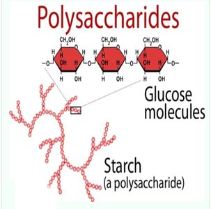 Starch as a polysaccharide of glucose