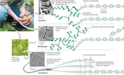 Comparison of starch, glycogen, and cellulose structures