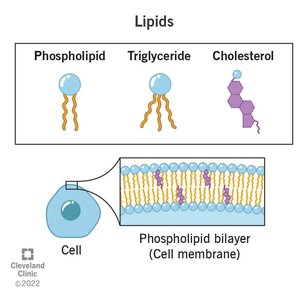 Phospholipid, triglyceride, and cholesterol structures