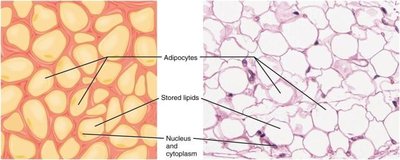 Comparison of saturated and unsaturated fats