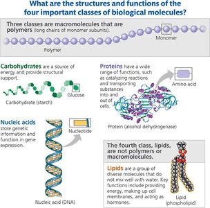 Overview of the four classes of biological molecules