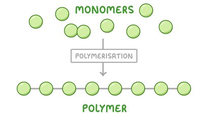 Polymerization: monomers forming polymers