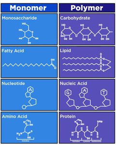 Monomer and polymer comparison table