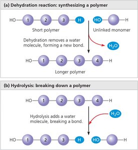 Dehydration and hydrolysis reactions
