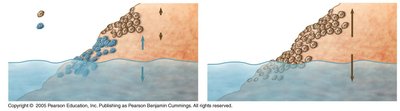 Barnacle distribution showing fundamental and realized niches