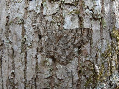 Camouflaged moth on tree bark