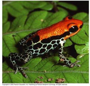 Aposematic coloration in a poison dart frog