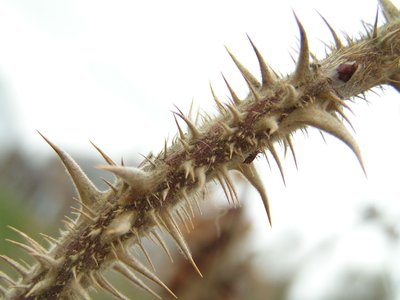 Thorns as a physical defense