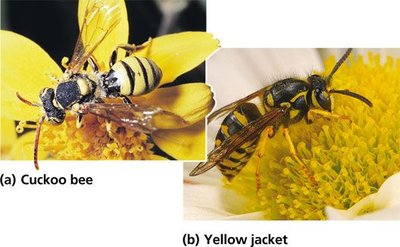 Batesian mimicry: cuckoo bee and yellow jacket